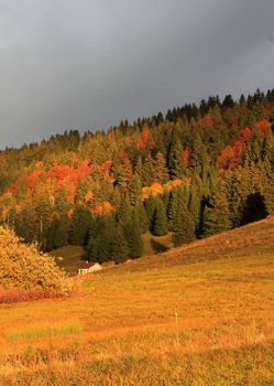 Beautiful landscape with a forest of fir trees by cloudy sky sunset