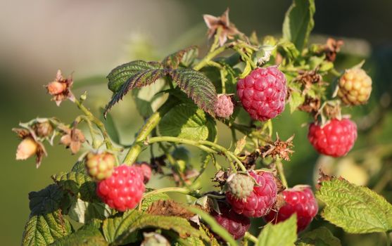 Several red raspberries in the nature by summer