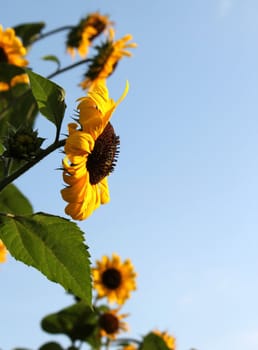 Side of sunflowers by beautiful weather