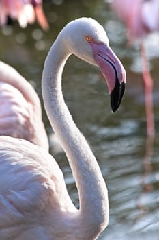 Pink flamingo standing in water in september morningsun