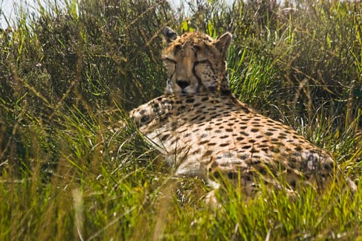 Cheetah - Acinonyx jubatus - laying in the grass on late afternoon