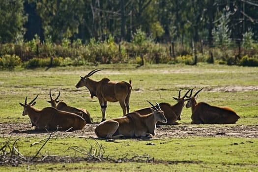 Small herd with Eland antelopes - Taurotragus oryx - resting in a park