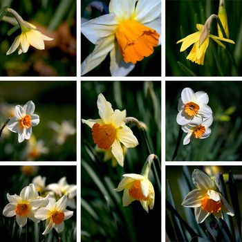 narcissus collage