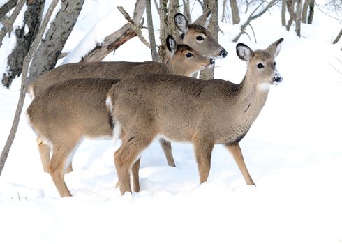 Whitetail deer yearlings and doe standing in the woods in winter snow.