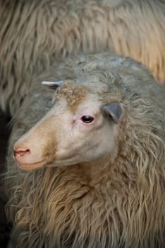 Close up of a single sheep looking into the camera