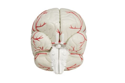 back side view of human brain model isolated with clipping path at original size