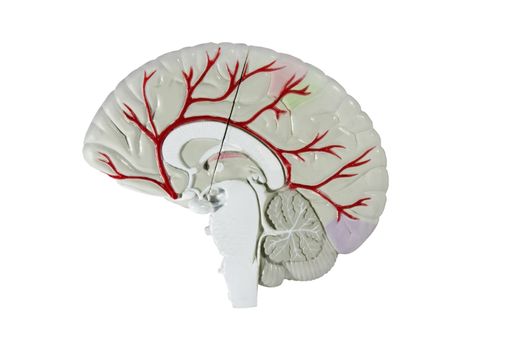 cross section of the human brain model isolated over white with a clipping path at original size