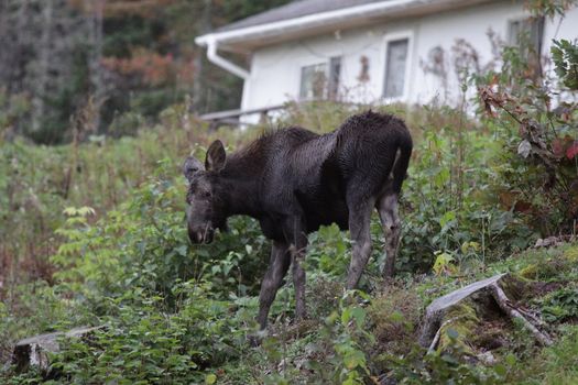 A moose feeding near a house in Cape Breton Highlands National Park, in Nova Scotia Canada.
