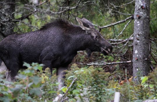A young moose moving along with it's ears back in Cape Breton Highlands National Park, in Nova Scotia Canada.
