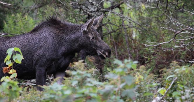 A young moose moving along in Cape Breton Highlands National Park, in Nova Scotia Canada.
