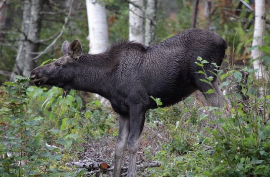 A moose feeding on a small tree in Cape Breton Highlands National Park, in Nova Scotia Canada.