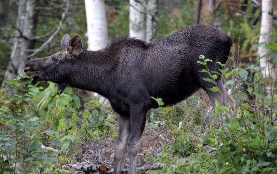 A moose feeding on a small tree in Cape Breton Highlands National Park, in Nova Scotia Canada.
