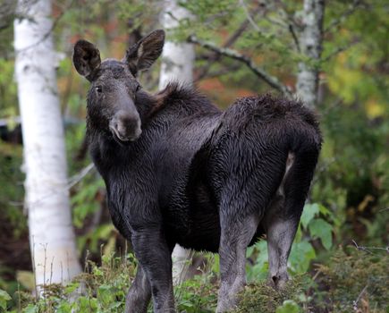 A moose looking back in Cape Breton Highlands National Park, in Nova Scotia Canada.
