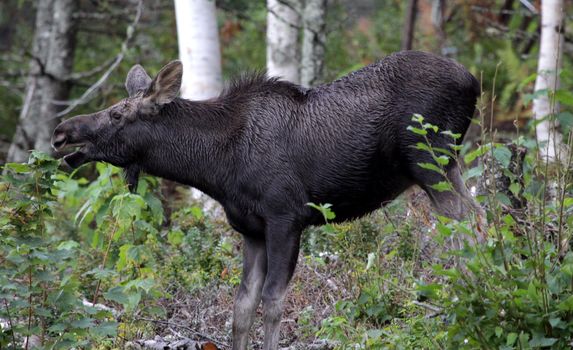 A moose feeding on a small tree in Cape Breton Highlands National Park, in Nova Scotia Canada.
