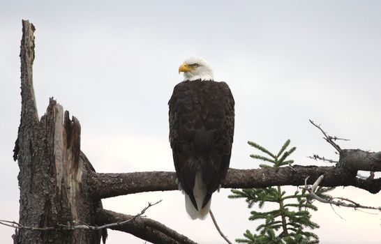 A perched bald eagle (Haliaeetus leucocephalus), shot in Cape Breton Highlands National Park, Nova Scotia Canada.
