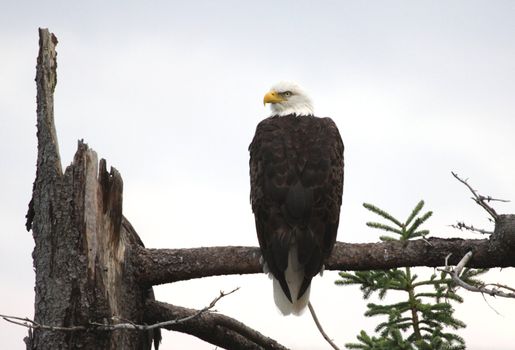 A perched bald eagle (Haliaeetus leucocephalus), shot in Cape Breton Highlands National Park, Nova Scotia Canada.