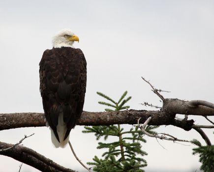 A perched bald eagle (Haliaeetus leucocephalus), shot in Cape Breton Highlands National Park, Nova Scotia Canada.
