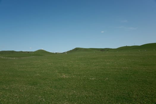 Rural grassland landscape, under clear blue sky.