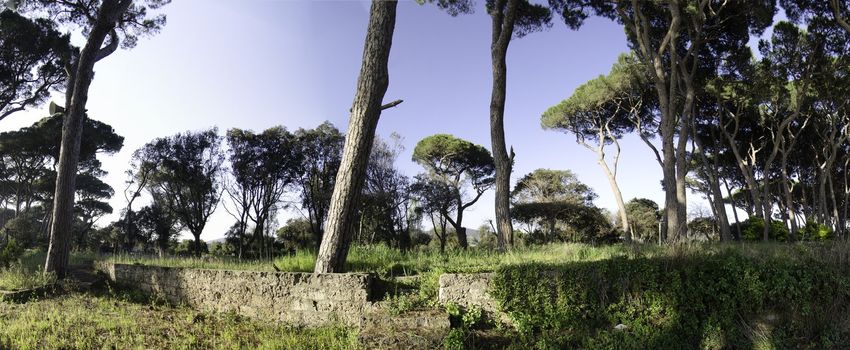 Pines in a Tuscan Pinewood near Follonica, Italy