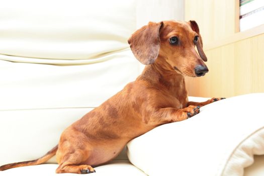 dachshund dog at home on sofa