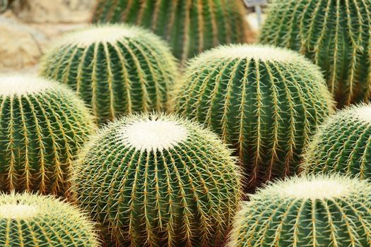 Cactus in Desert