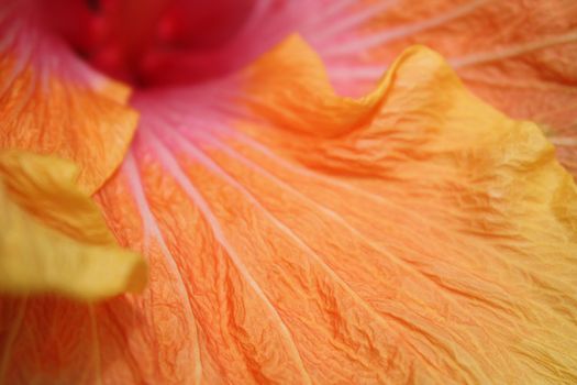 A background with a macro view of a petal with beautiful colors.