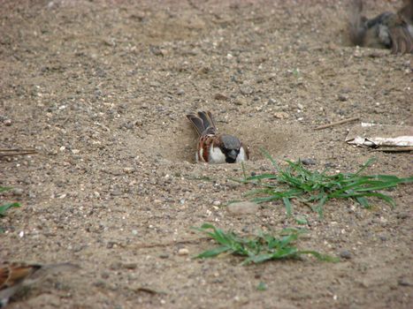 A sparrow burrowing itself in mud like a makeshift home.