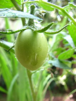 A fresh green tomato on a plant with a raindrop on it.