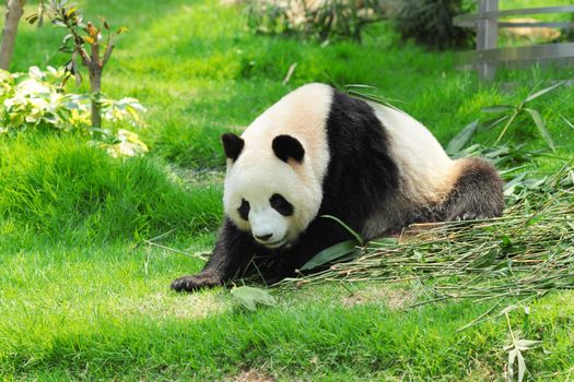 panda
