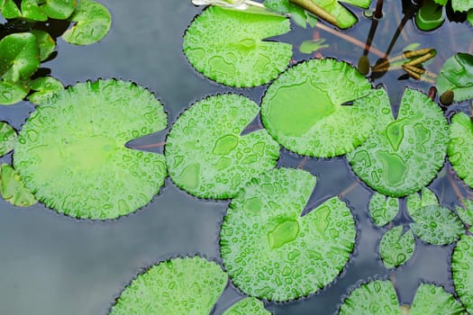 lotus leaf