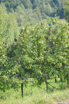 a red apple quality among other golden apple