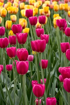 Set of tulips of different forms of flowers and colors .