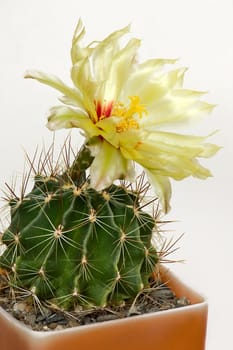 Cactus with blossoms on light background (Notocactus).