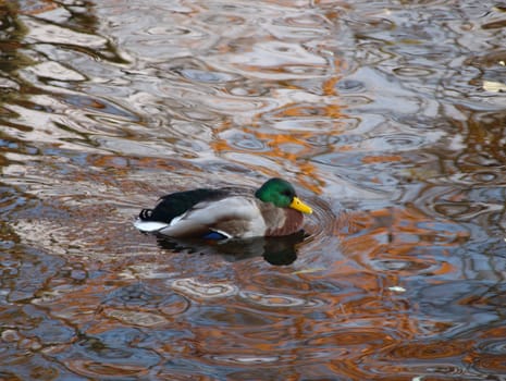 wild duck in colour water