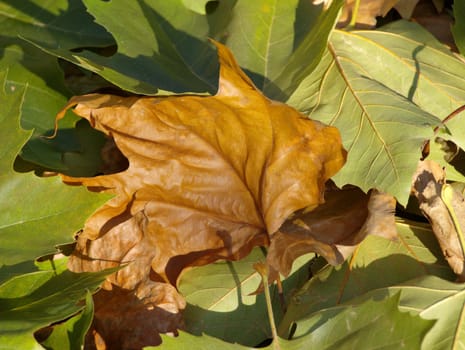 maple leaf in autumn