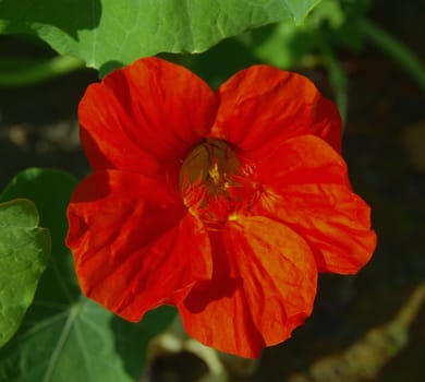 Indian Cress, Tropaeolum majus