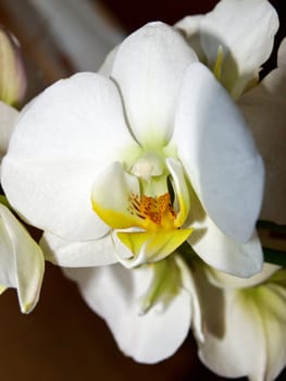 white orchid, Phalaenopsis amabilis