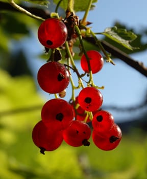 red currants, healthy fruit