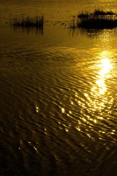 a rippled water surface with rushes and reflections at sunset