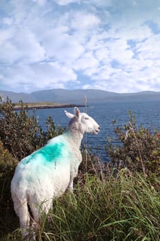 scenic view in kerry ireland of sheep looking out at the atlantic and mountains in ireland
