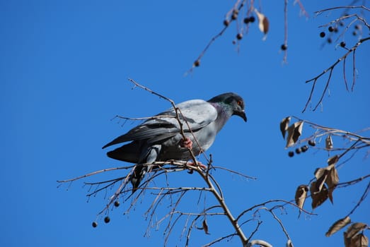 A pigeon on a bare tree.