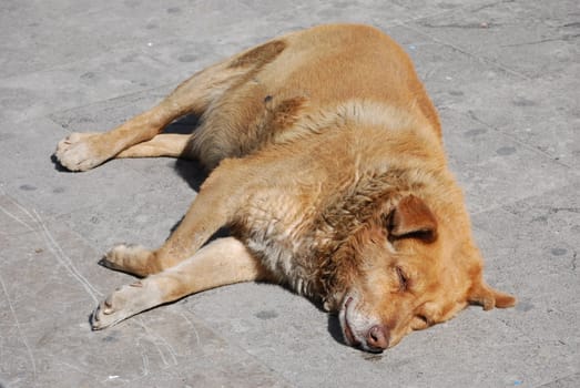 A lying dog on the street.