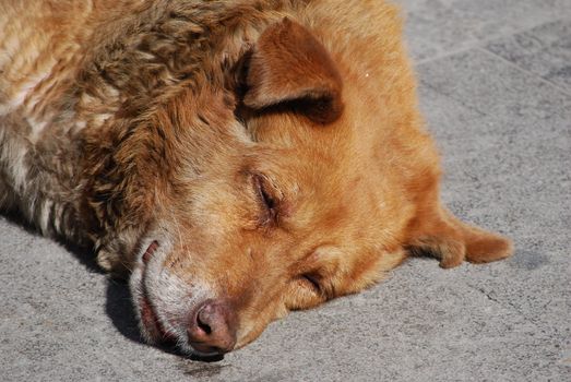 Detail of a lying dog on the street.