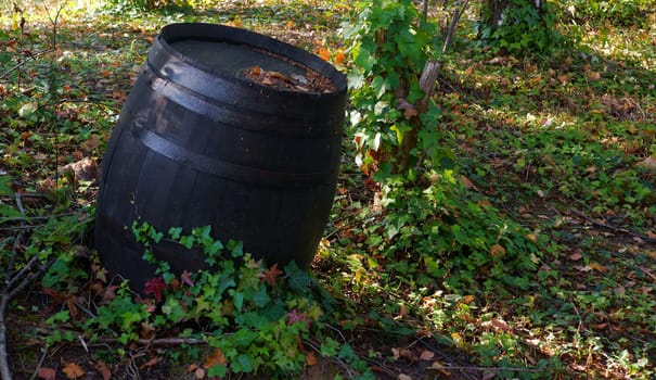 Old barrel in the woods