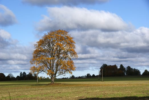 Rural landscape with trees and the blue sky
