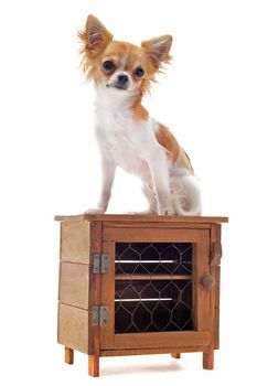 portrait of a cute purebred  puppy chihuahua in front of white background