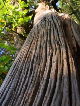 View up a tall old tree at Lowden State Park in northern Illinois.