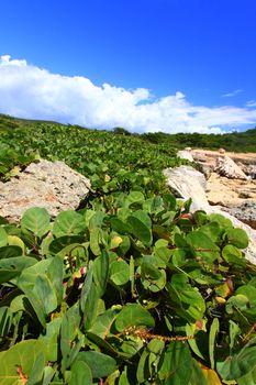 The Caribbean coastline at Guanica Dry Forest Reserve - Puerto Rico.