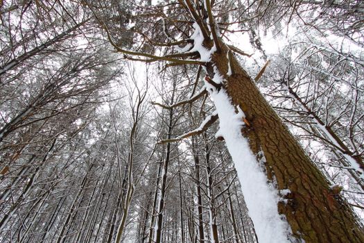 Snow covers a pine forest at Rock Cut State Park in northern Illinois.