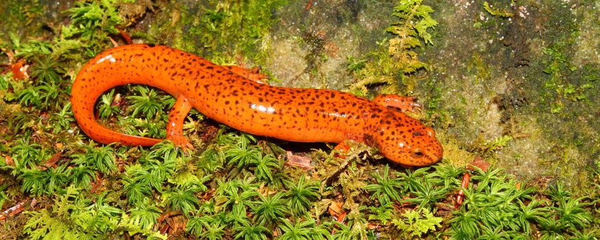A Red Salamander (Pseudotriton ruber) in northern Alabama.
